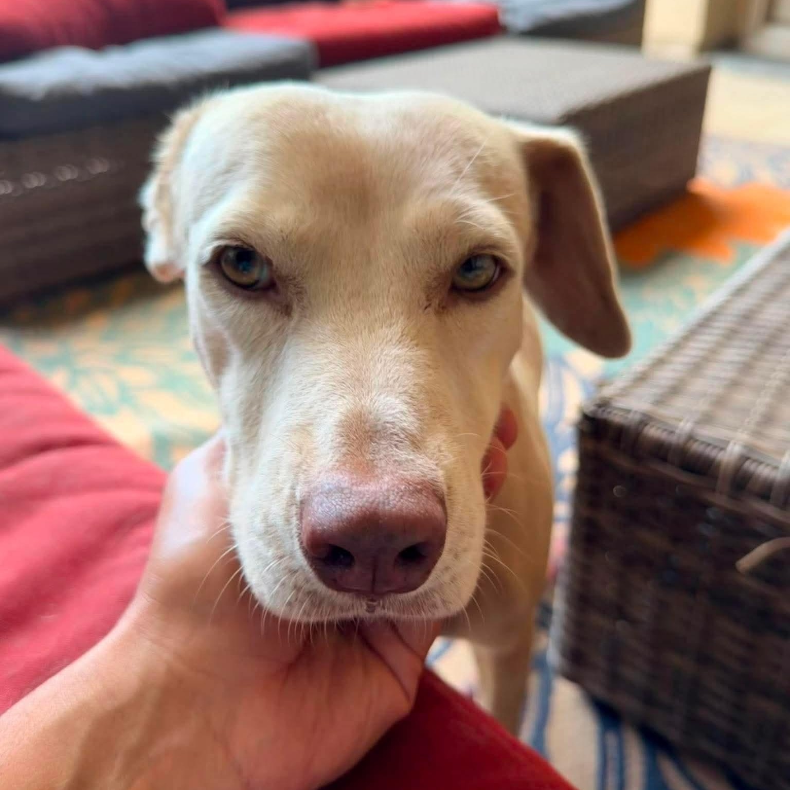 Enlarge Carmen, a Adoptable mixed breed in Dallas, TX image 2/6
