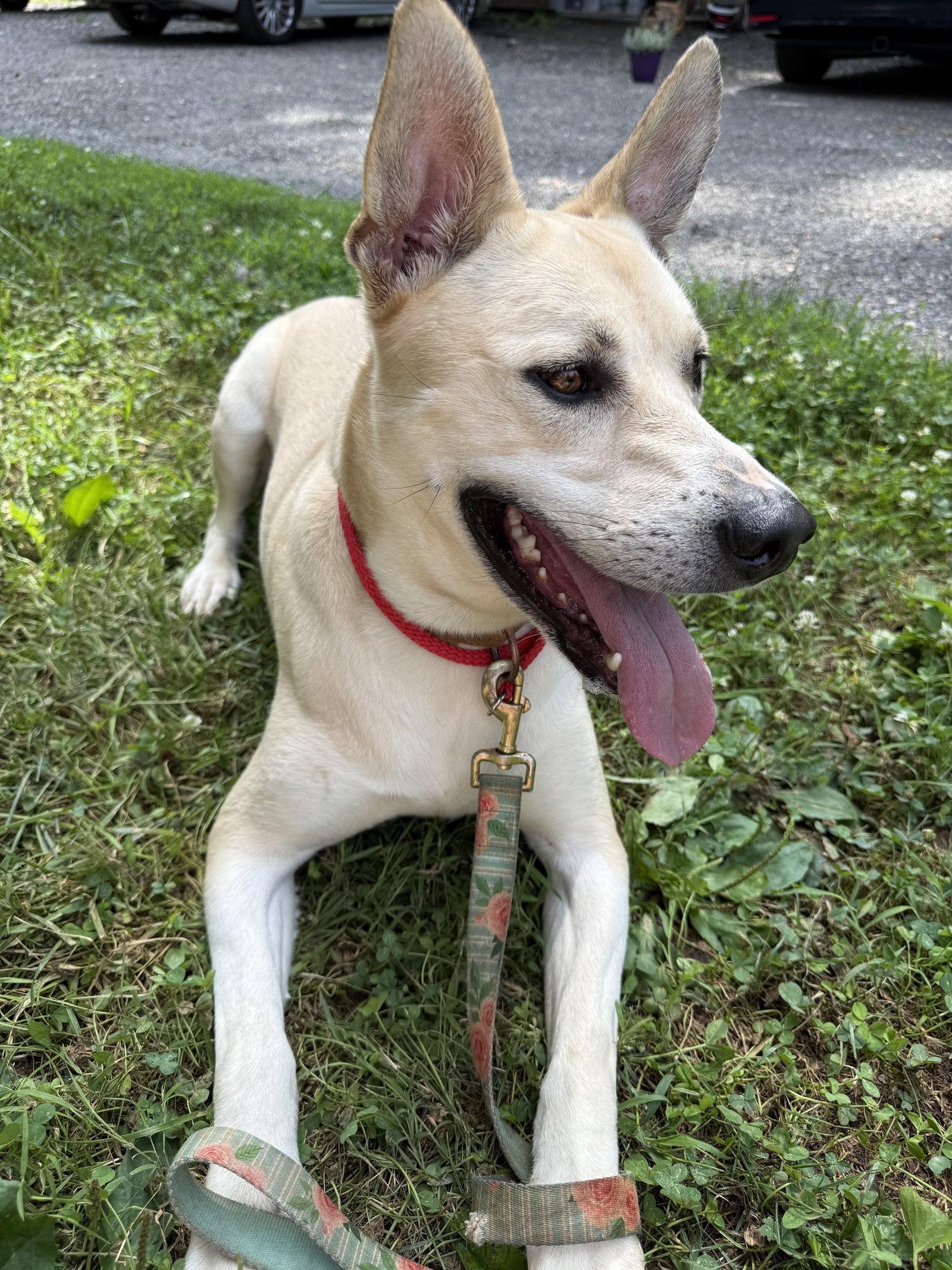 Kaya, a Adoptable German Shepherd Dog in Baltimore, MD image 1/3
