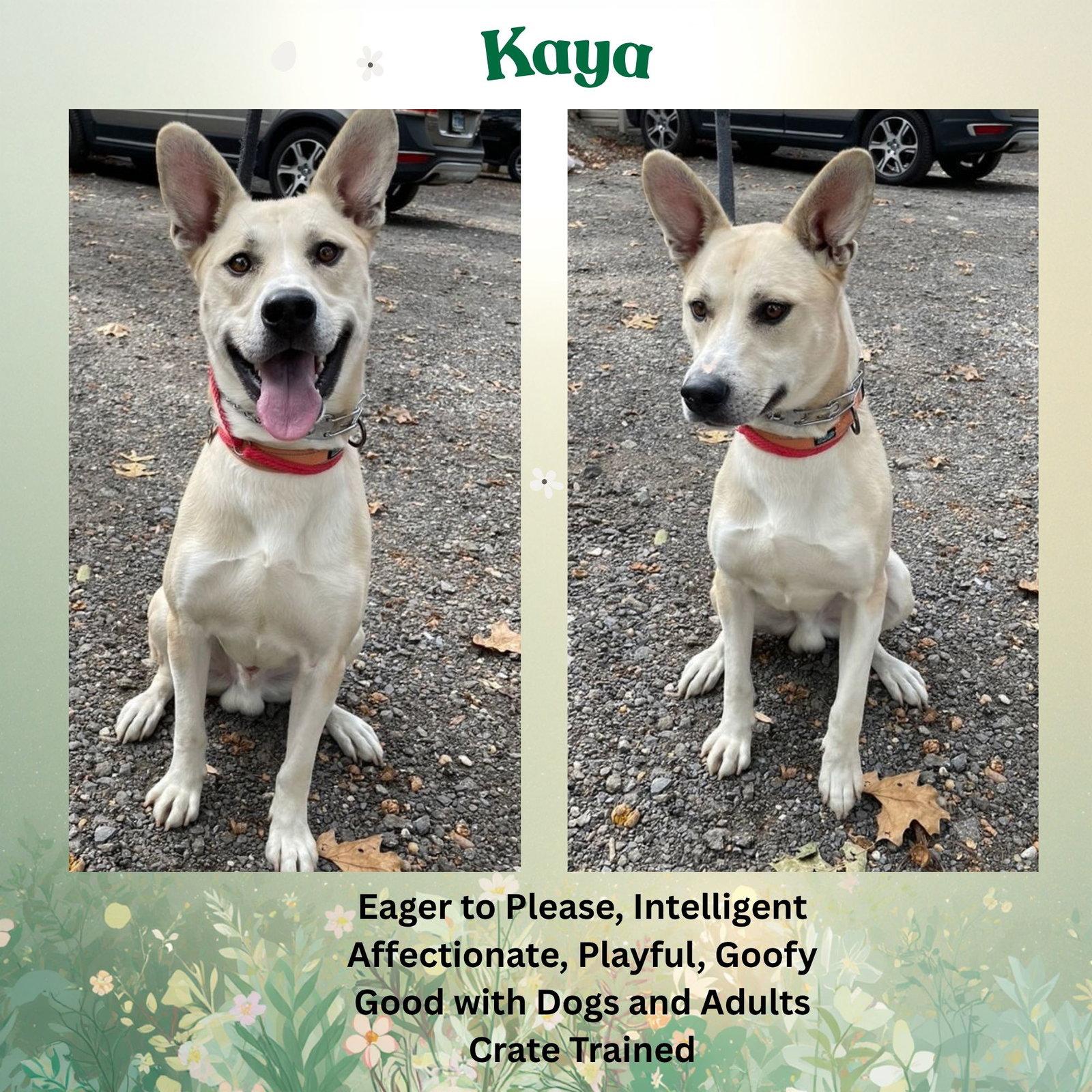 Enlarge Kaya, a Adoptable German Shepherd Dog in Baltimore, MD image 1/3