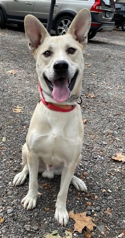 Enlarge Kaya, a Adoptable German Shepherd Dog in Baltimore, MD image 2/3