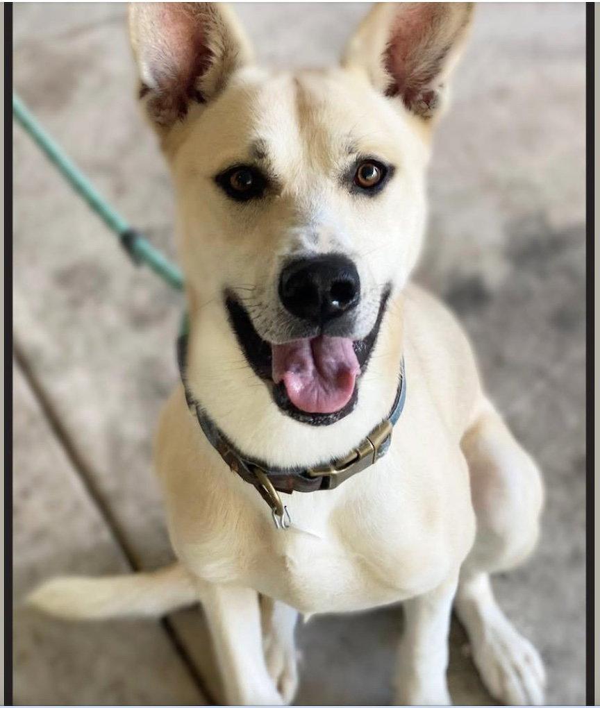 Kaya, a Adoptable German Shepherd Dog in Baltimore, MD image 2/3