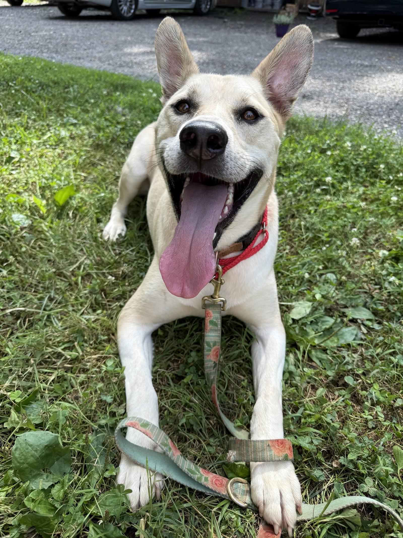 Kaya, a Adoptable German Shepherd Dog in Baltimore, MD image 3/3