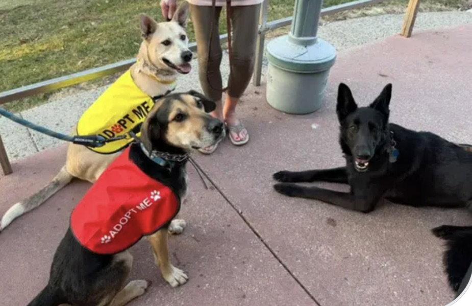 Enlarge Kaya, a Adoptable German Shepherd Dog in Baltimore, MD image 3/3
