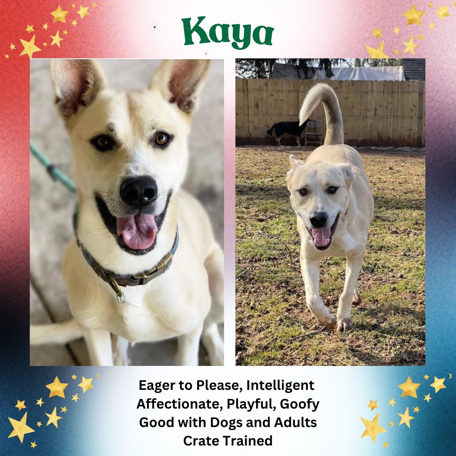 Kaya, a Adoptable German Shepherd Dog in Baltimore, MD image 3/3