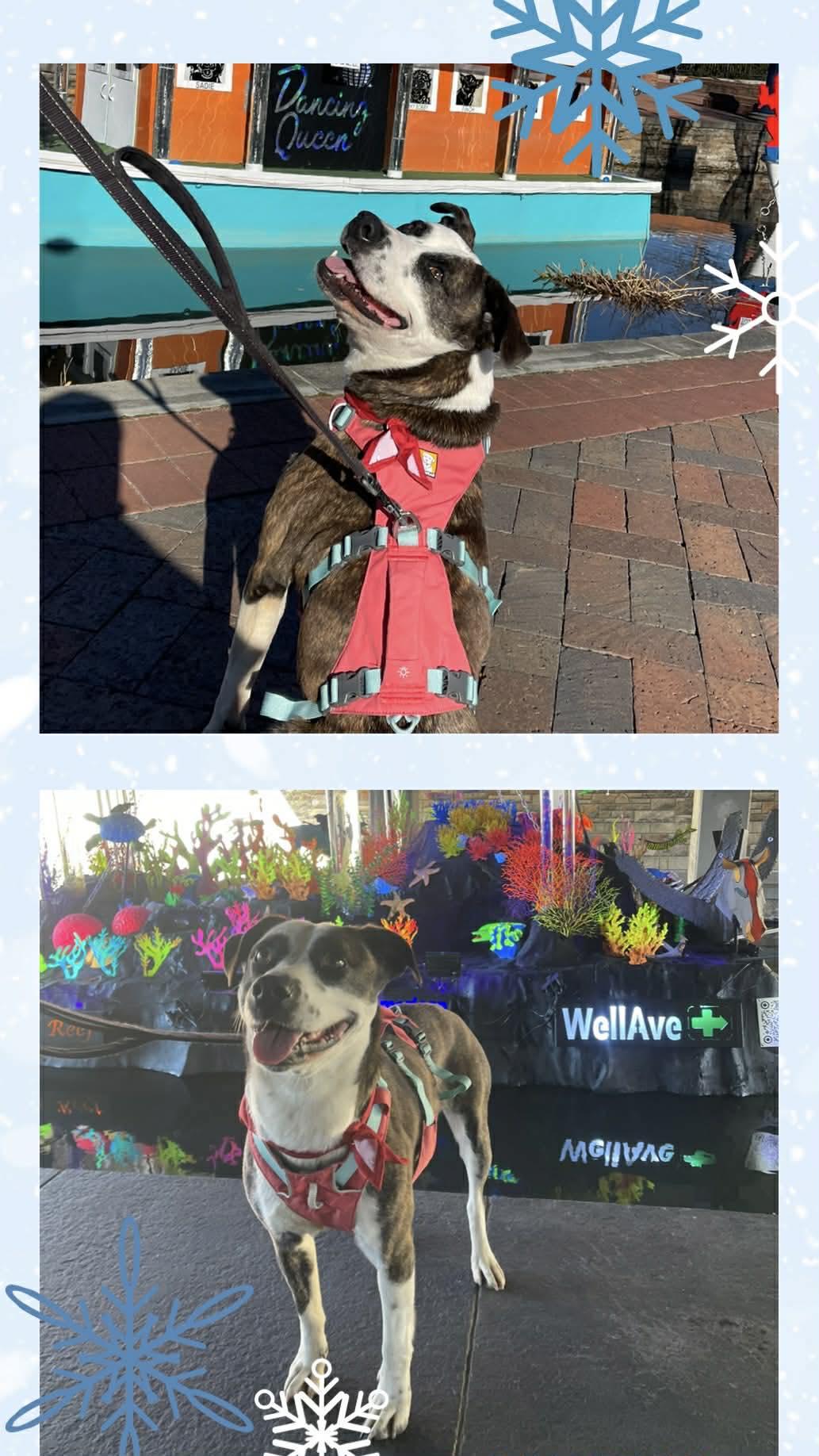 Stacey, ADOPTABLE, Adult Female Pit Bull Terrier.