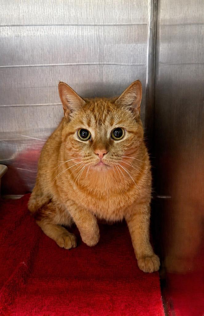 Bijou, Adoptable, Adult Female Domestic Short Hair.
