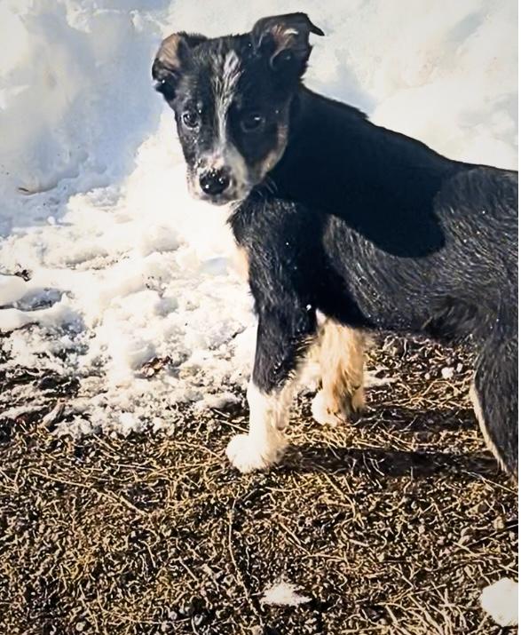 Enlarge Curly, an adopted Border Collie in Tyler Hill, PA image 1/2