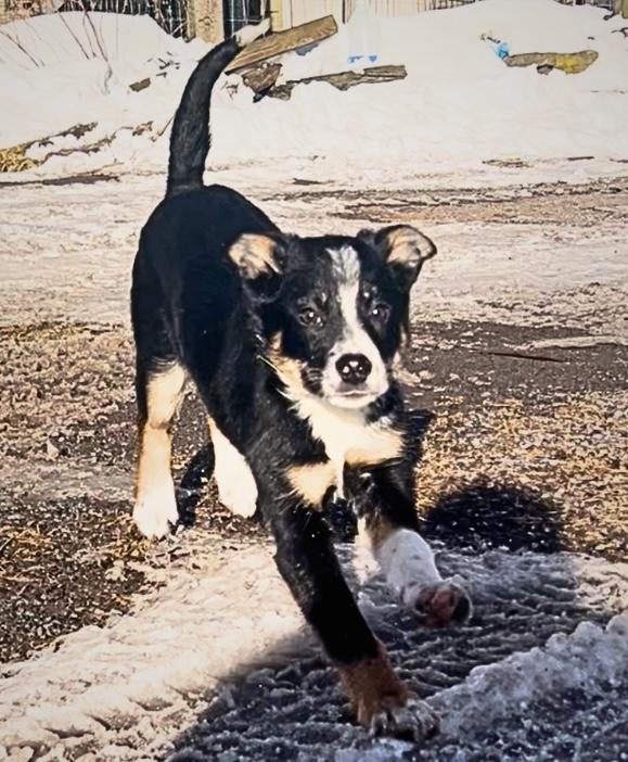 Enlarge Curly, an adopted Border Collie in Tyler Hill, PA image 2/2
