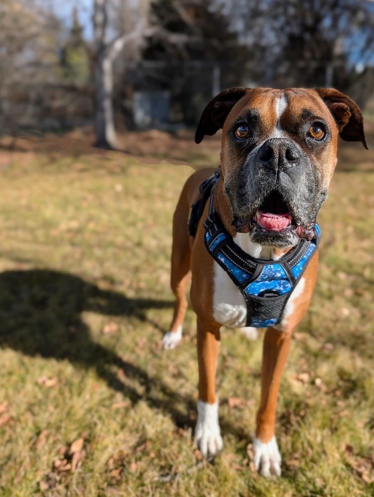 Patrick, Adoptable, Adult Male Boxer.