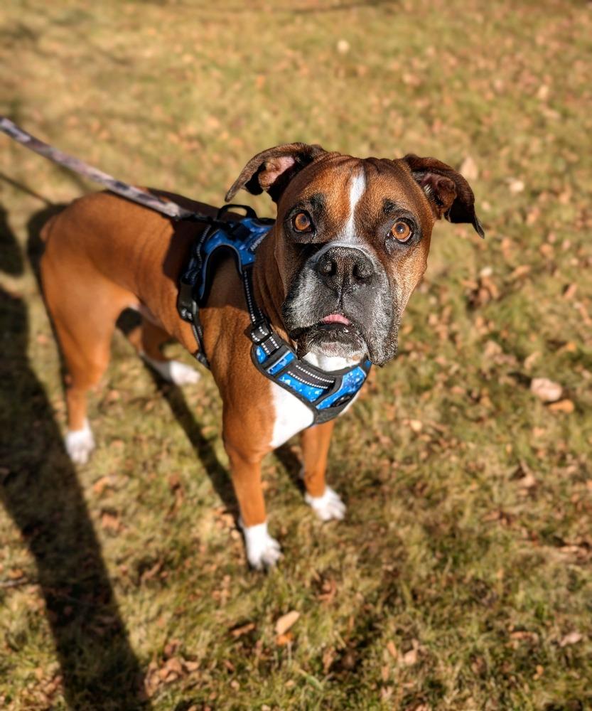 Enlarge Patrick, a Adoptable Boxer in Denver, CO image 2/3