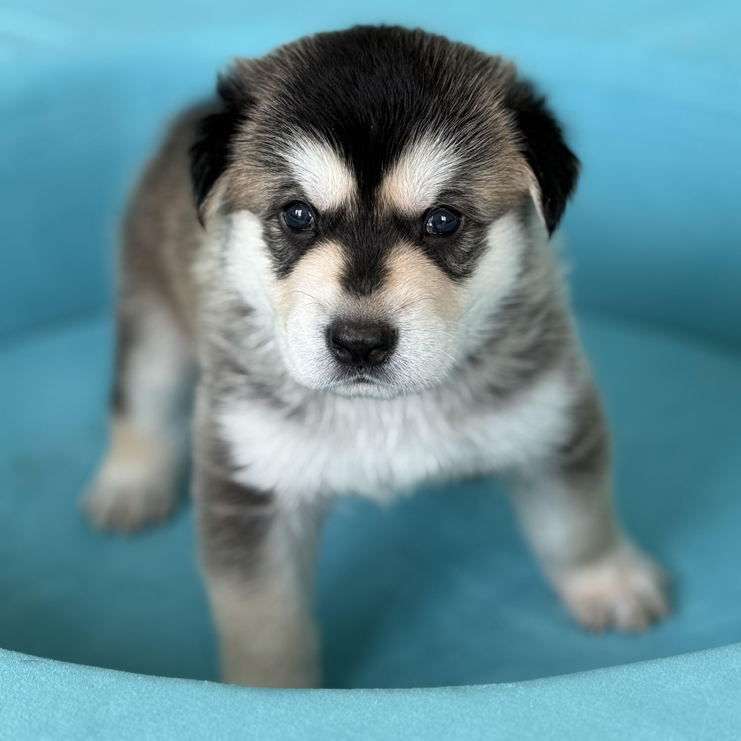 SAFFRON-Local, a ADOPTABLE mixed breed in Warwick, RI image 3/4
