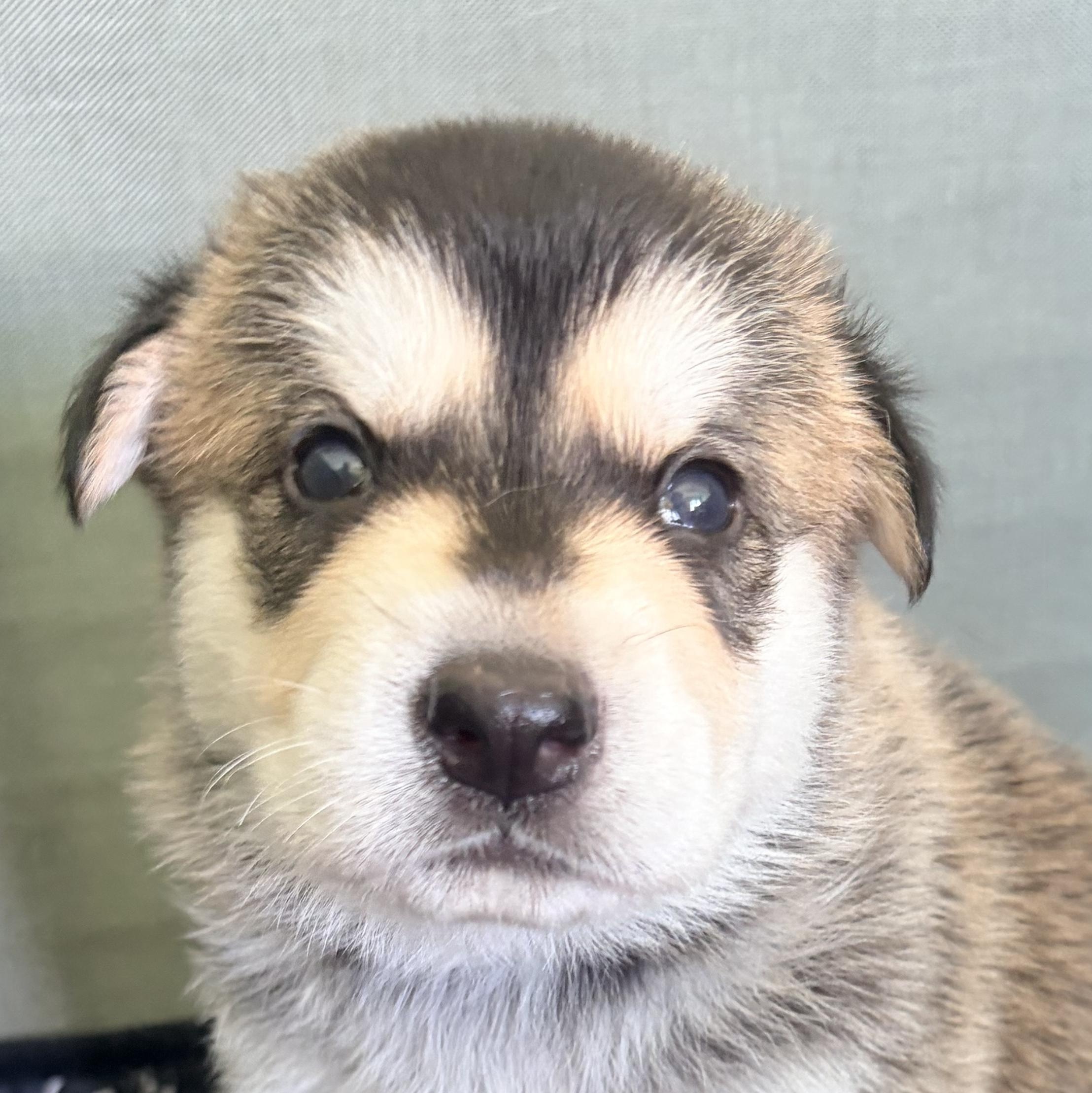 SAFFRON-Local, ADOPTABLE, Puppy Male Anatolian Shepherd.