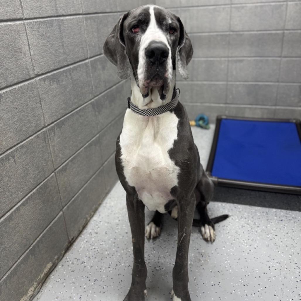 Enlarge Levi, a Adoptable Great Dane in Huntsville, AL image 1/1