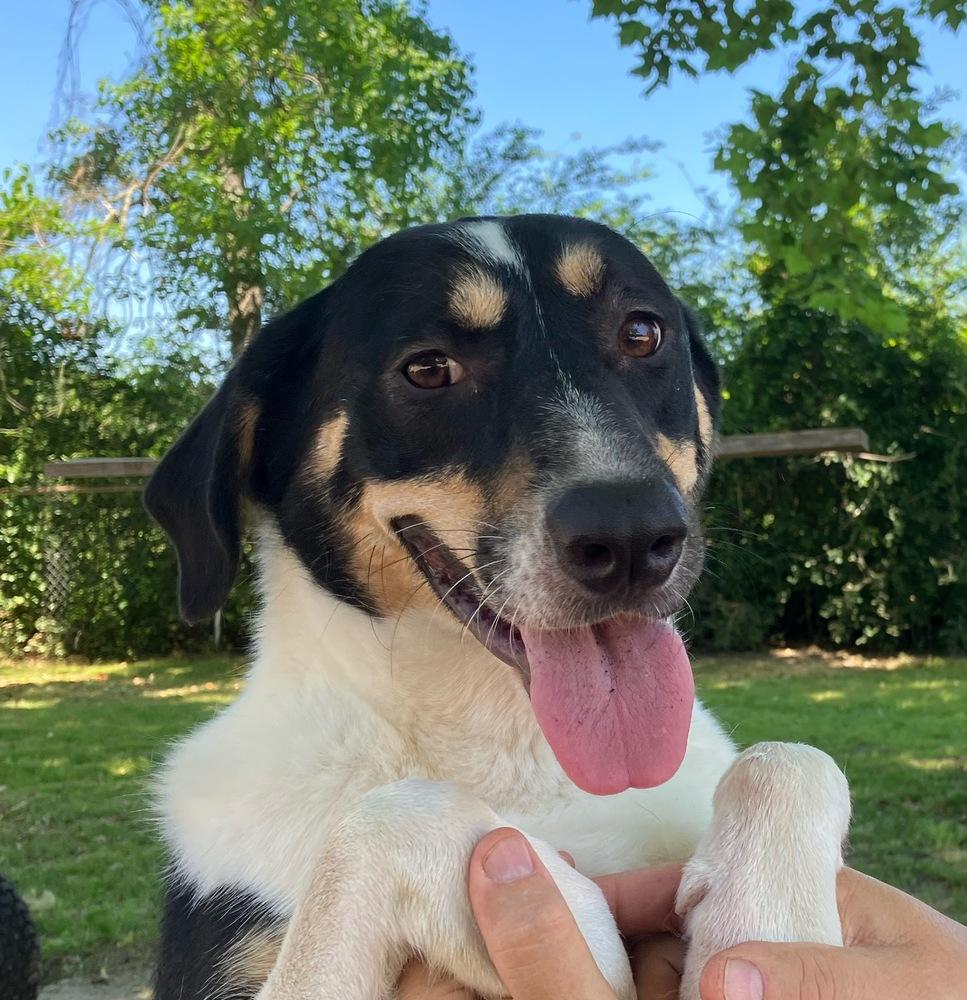 Enlarge Nova, a Adoptable mixed breed in Newton, TX image 1/1