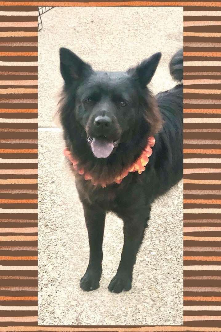 Piper, Adult Female Chow Chow