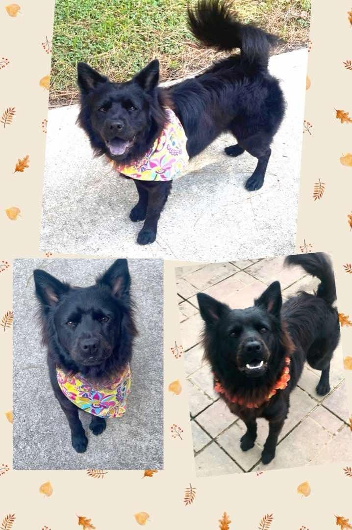 Piper, a Adoptable mixed breed in Royal Oak, MI image 2/4