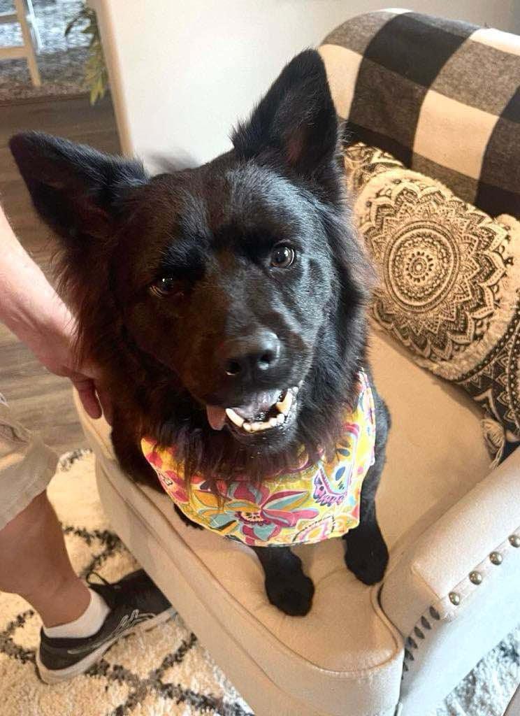 Piper, a Adoptable mixed breed in Royal Oak, MI image 3/4