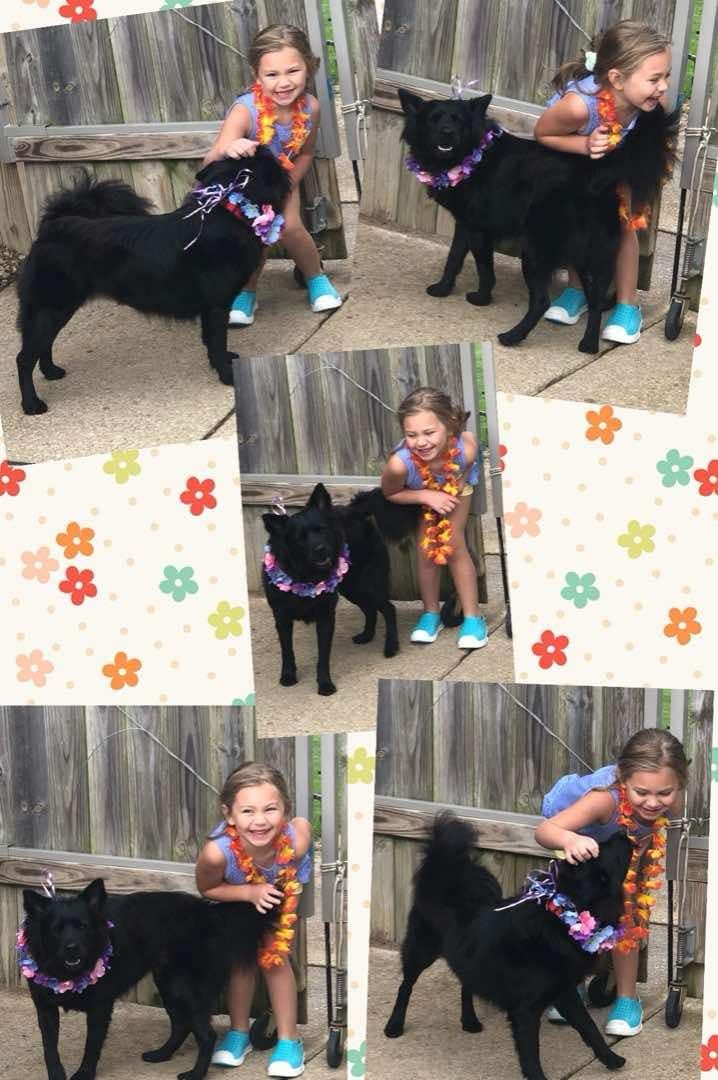 Piper, a Adoptable mixed breed in Royal Oak, MI image 4/4