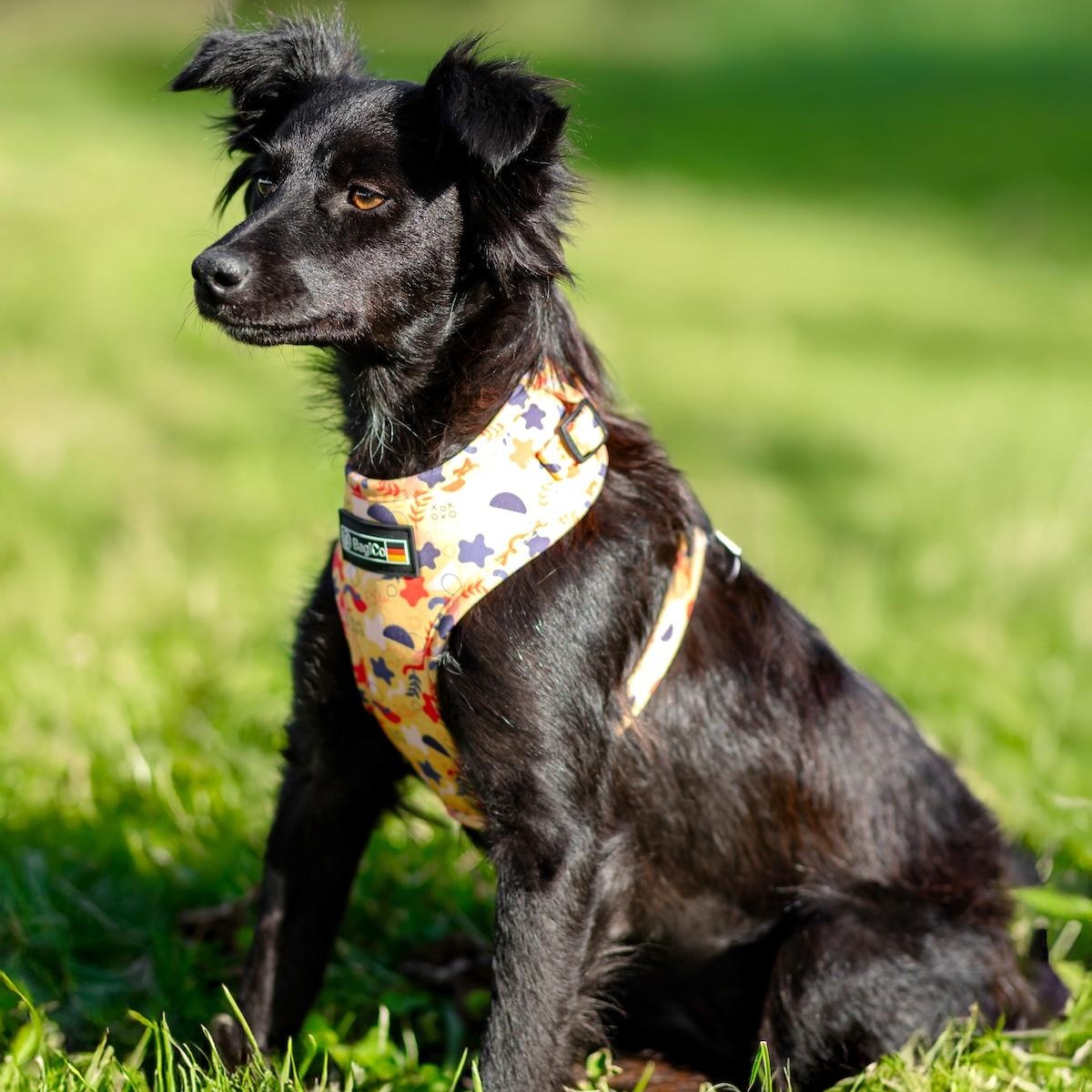 Enlarge Elara, a ADOPTABLE mixed breed in Morristown, NJ image 4/6