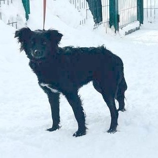 Enlarge Elara, an adopted mixed breed in Morristown, NJ image 5/6