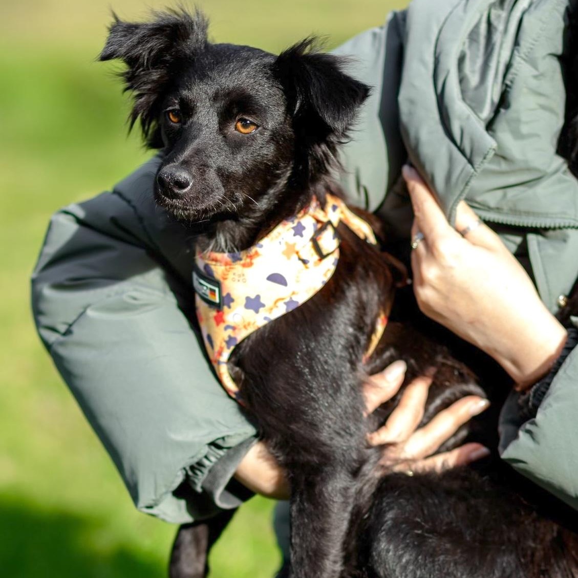 Enlarge Elara, a ADOPTABLE mixed breed in Morristown, NJ image 5/6