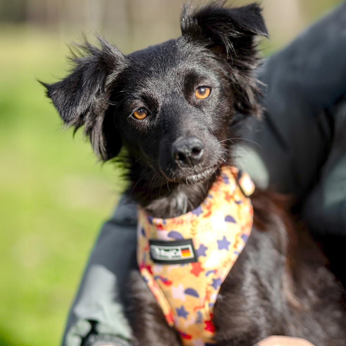 Elara, ADOPTABLE, Young Female Papillon & Spaniel.