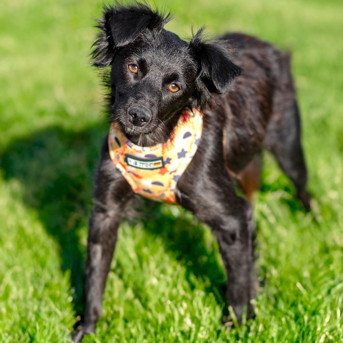 Enlarge Elara, a ADOPTABLE mixed breed in Morristown, NJ image 2/6