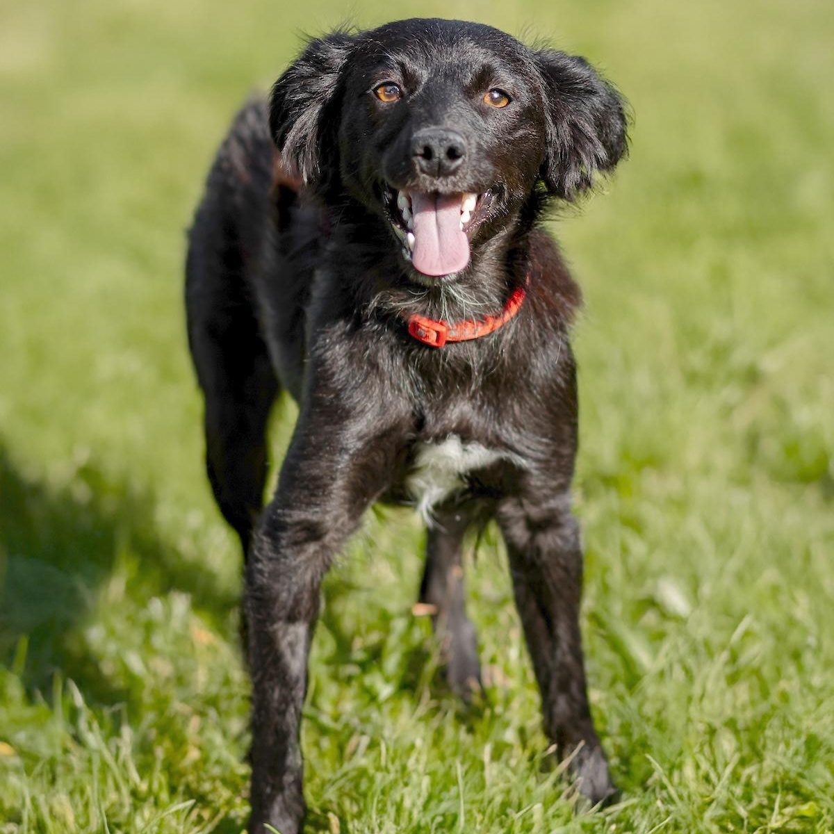 Enlarge Elara, a ADOPTABLE mixed breed in Morristown, NJ image 6/6