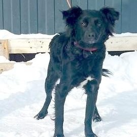 Enlarge Elara, an adopted mixed breed in Morristown, NJ image 2/6