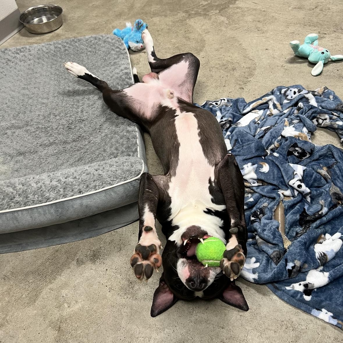 Enlarge Ozzy, a ADOPTABLE mixed breed in Mount Prospect, IL image 5/6