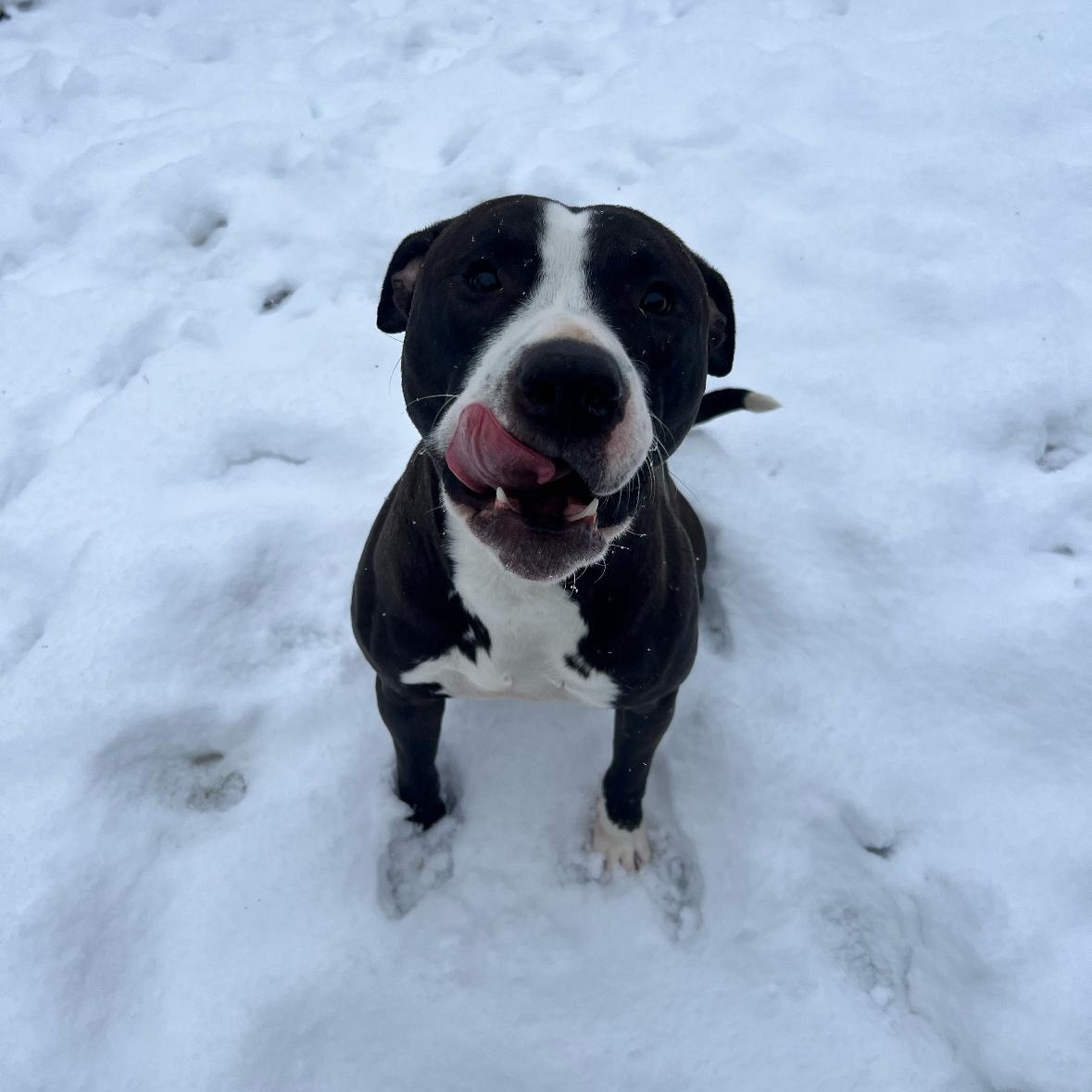 Enlarge Ozzy, a ADOPTABLE mixed breed in Mount Prospect, IL image 3/6