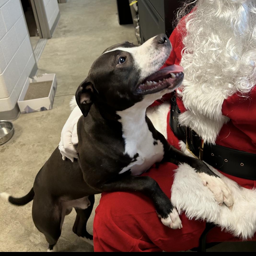 Enlarge Ozzy, a ADOPTABLE mixed breed in Mount Prospect, IL image 4/6