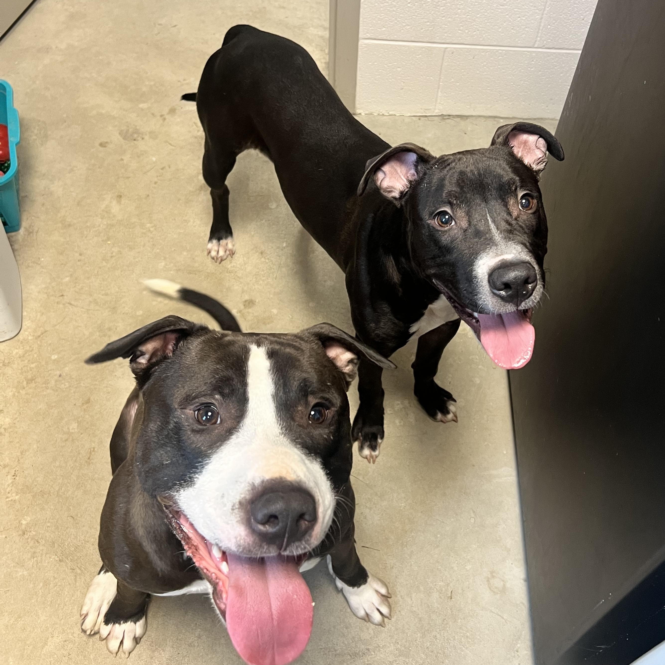 Ozzy, ADOPTABLE, Young Male Pit Bull Terrier.