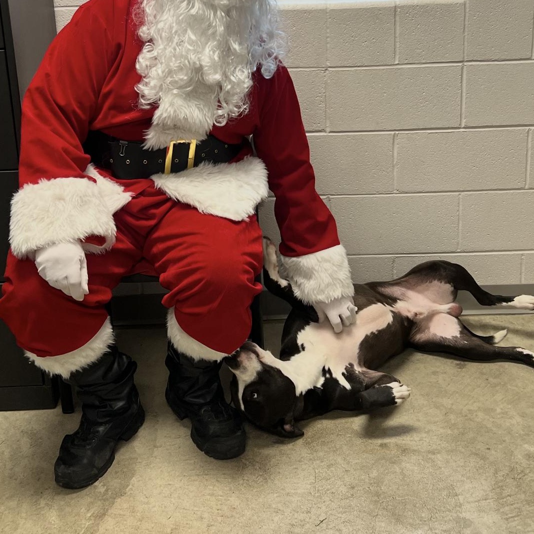 Enlarge Ozzy, a ADOPTABLE mixed breed in Mount Prospect, IL image 6/6