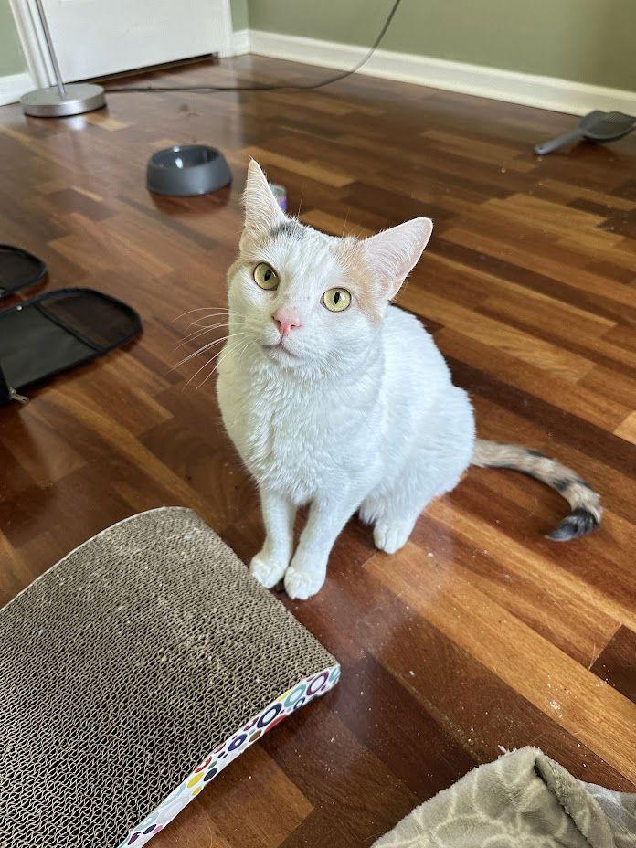 Enlarge Nugget, a Adoptable Domestic Short Hair in Philadelphia, PA image 1/3