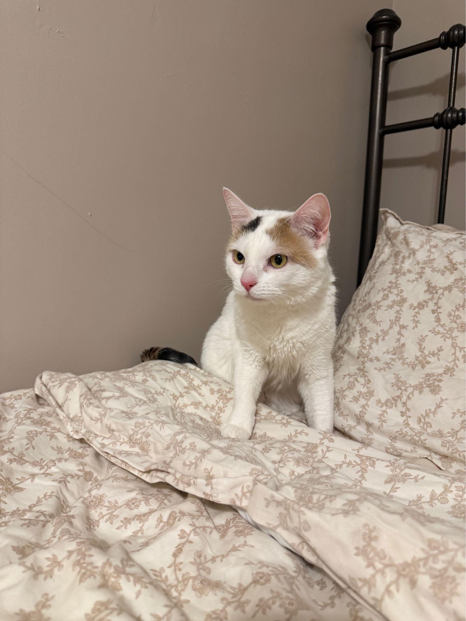 Enlarge Nugget, a Adoptable Domestic Short Hair in Philadelphia, PA image 2/3