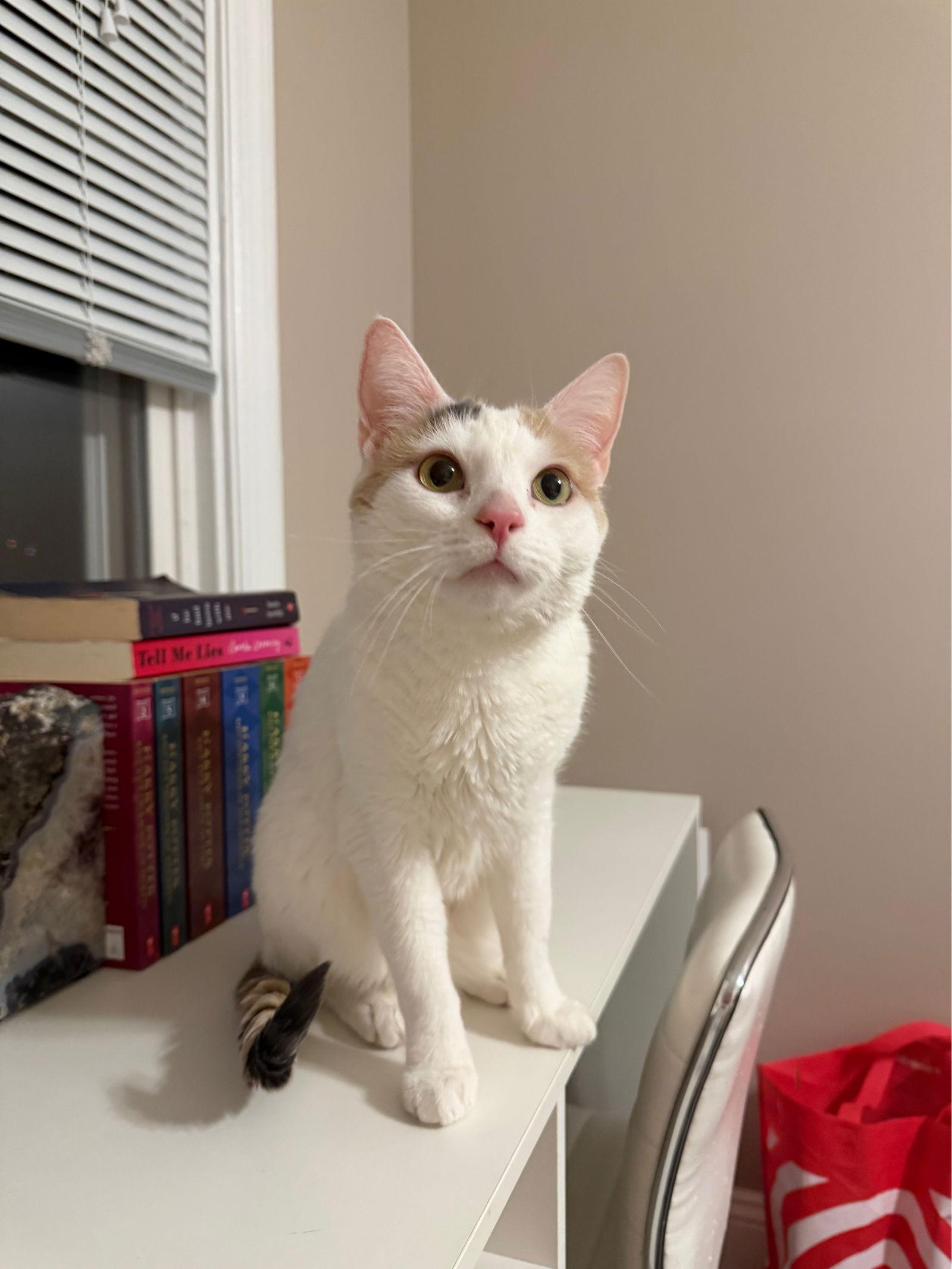 Enlarge Nugget, a Adoptable Domestic Short Hair in Philadelphia, PA image 3/3