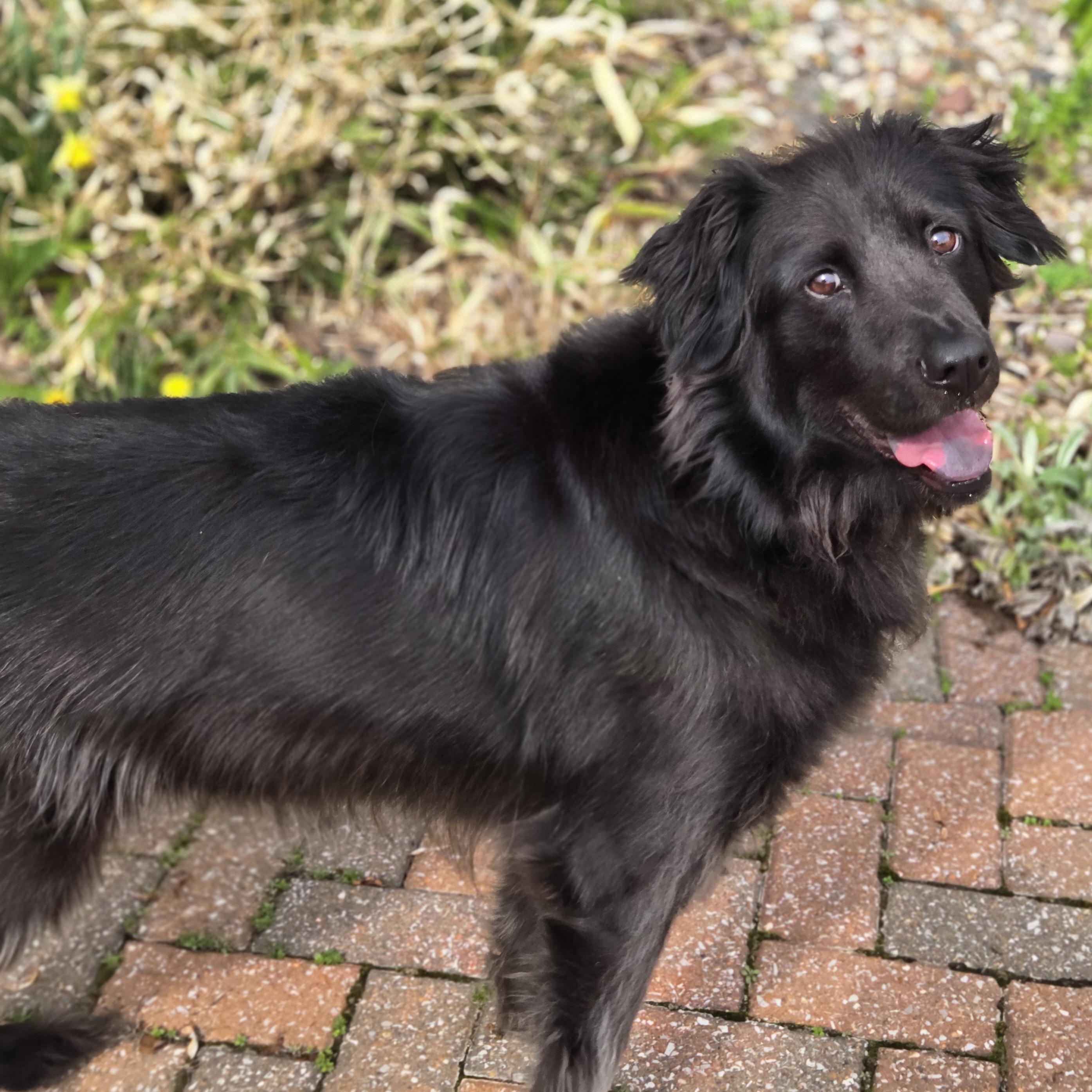 Enlarge Dio, an adoptable mixed breed in Normal, IL image 3/6