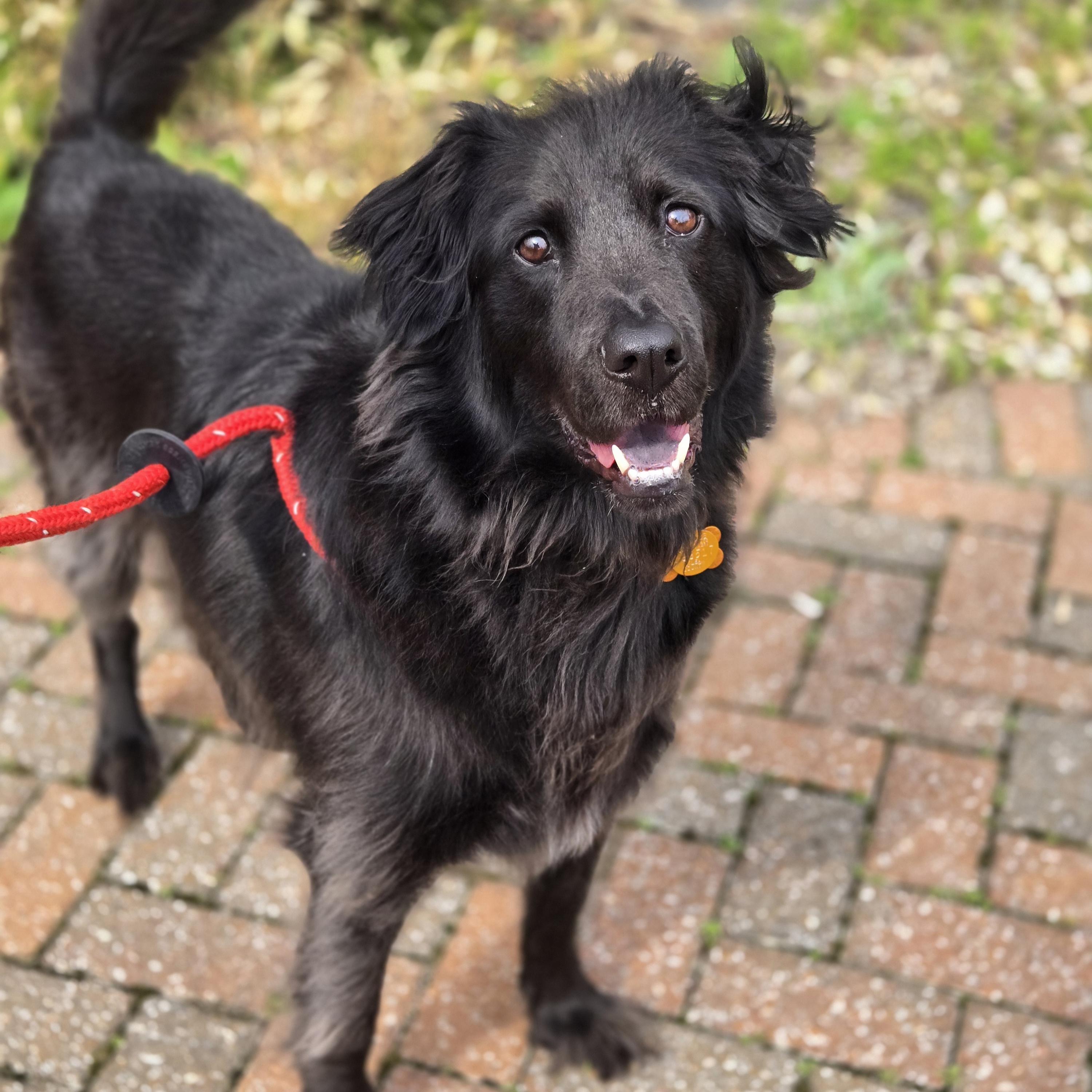 Enlarge Dio, an adoptable mixed breed in Normal, IL image 4/6