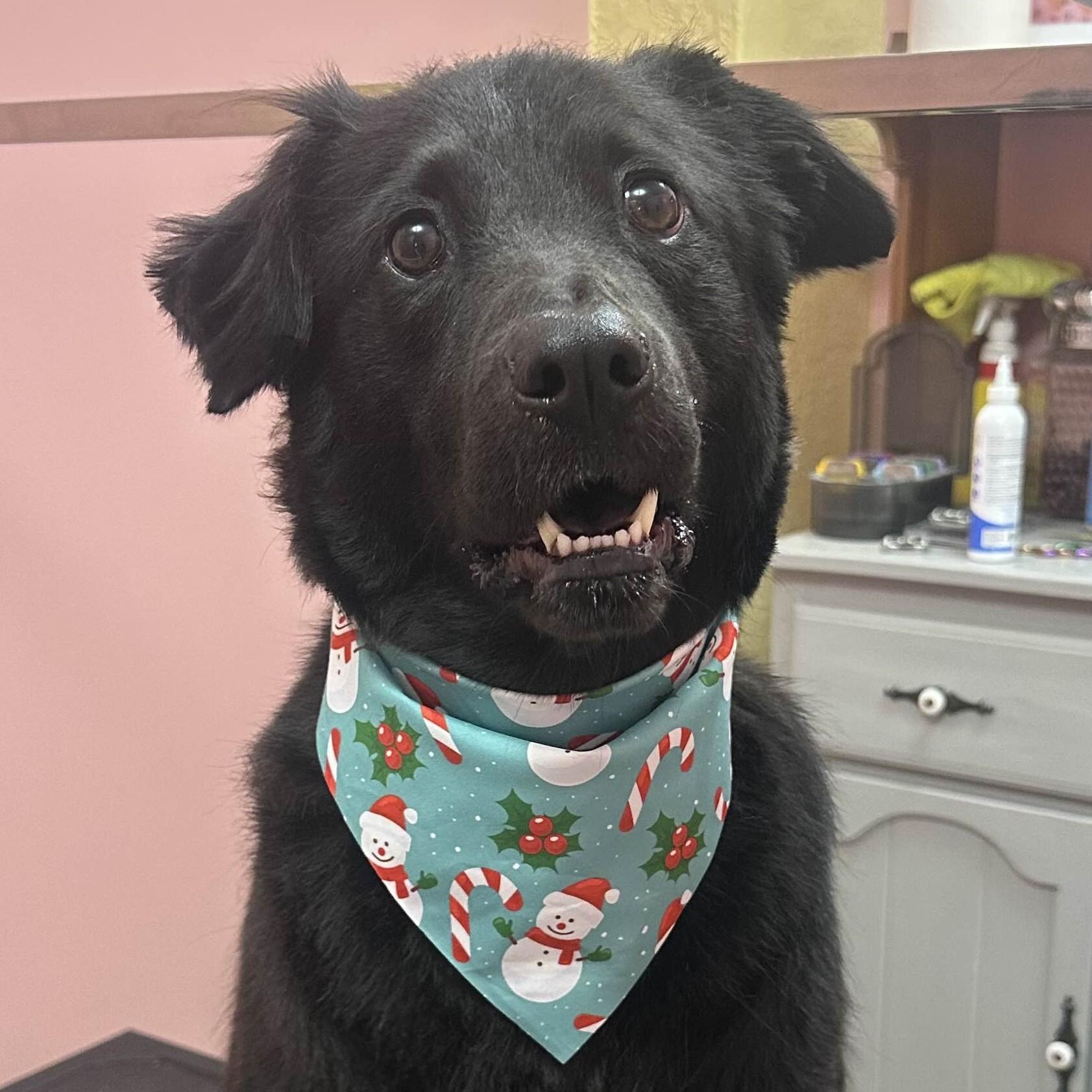 Enlarge Dio, an adoptable mixed breed in Normal, IL image 6/6