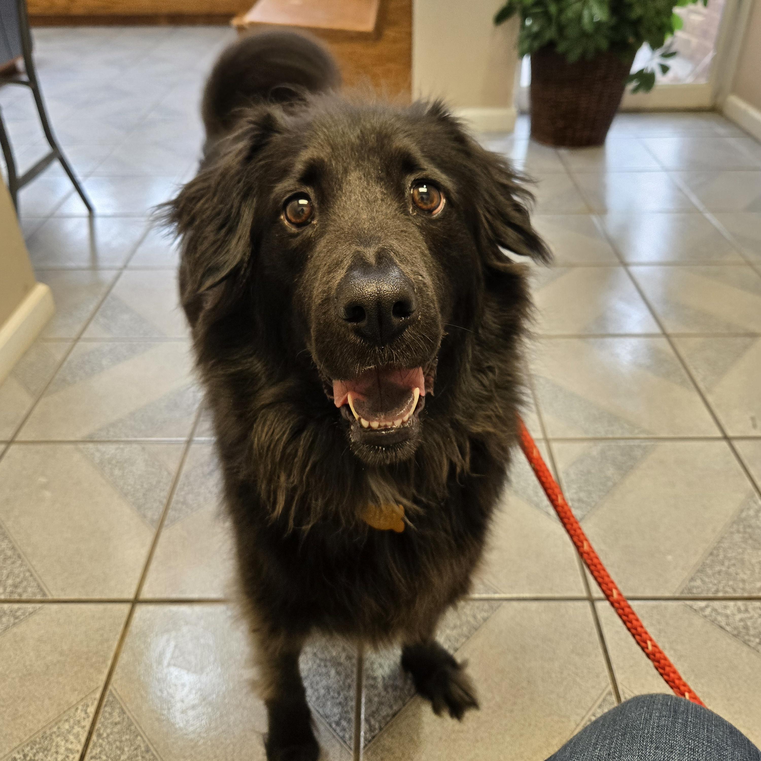 Enlarge Dio, an adoptable mixed breed in Normal, IL image 5/6