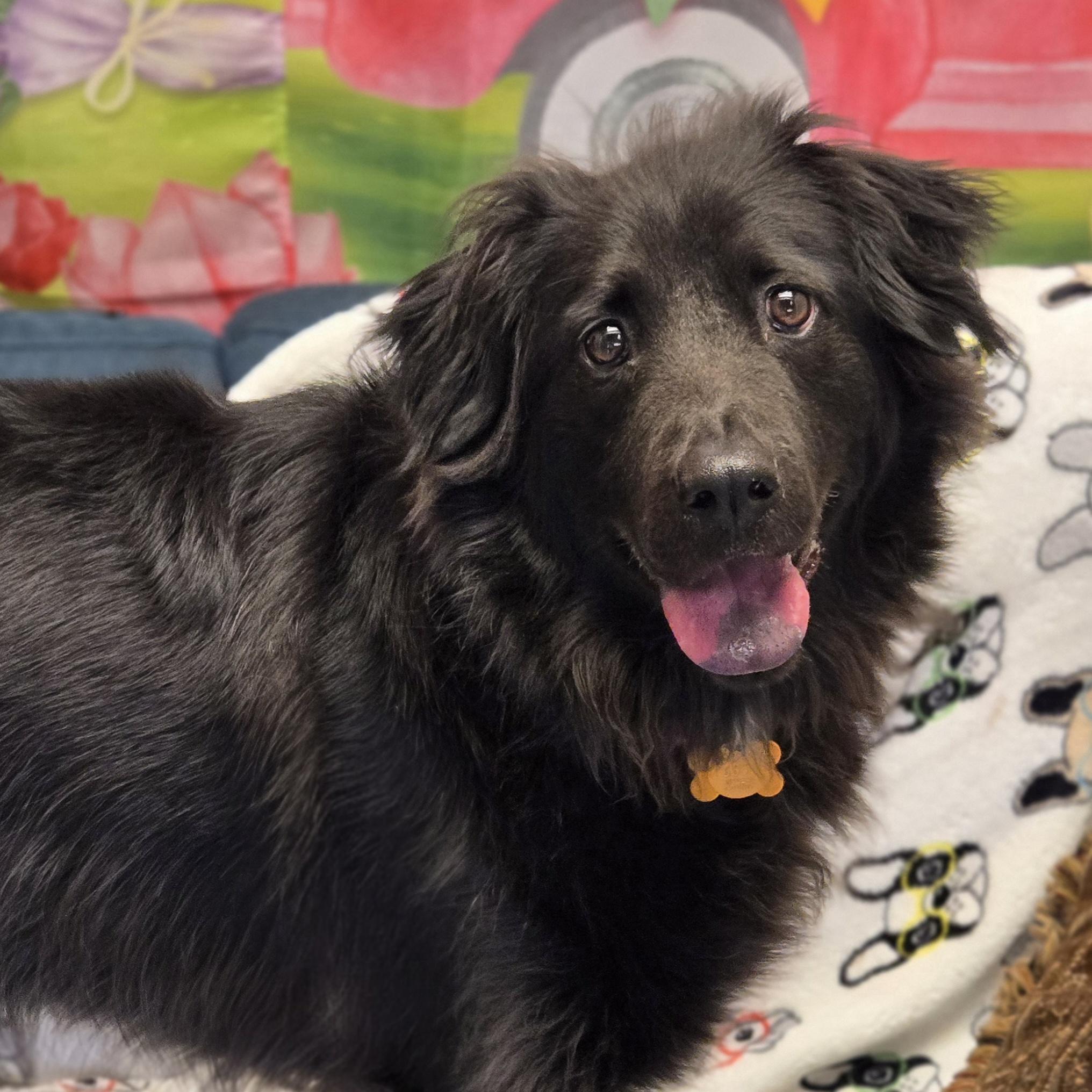 Enlarge Dio, an adoptable mixed breed in Normal, IL image 2/6