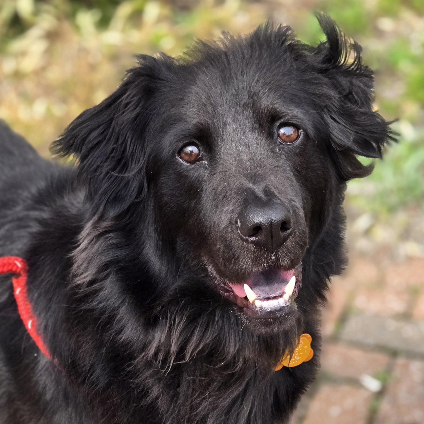 Enlarge Dio, an adoptable mixed breed in Normal, IL image 1/6