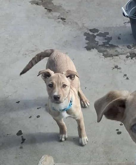 Enlarge Sophia, an adopted mixed breed in Thornton, CO image 2/3