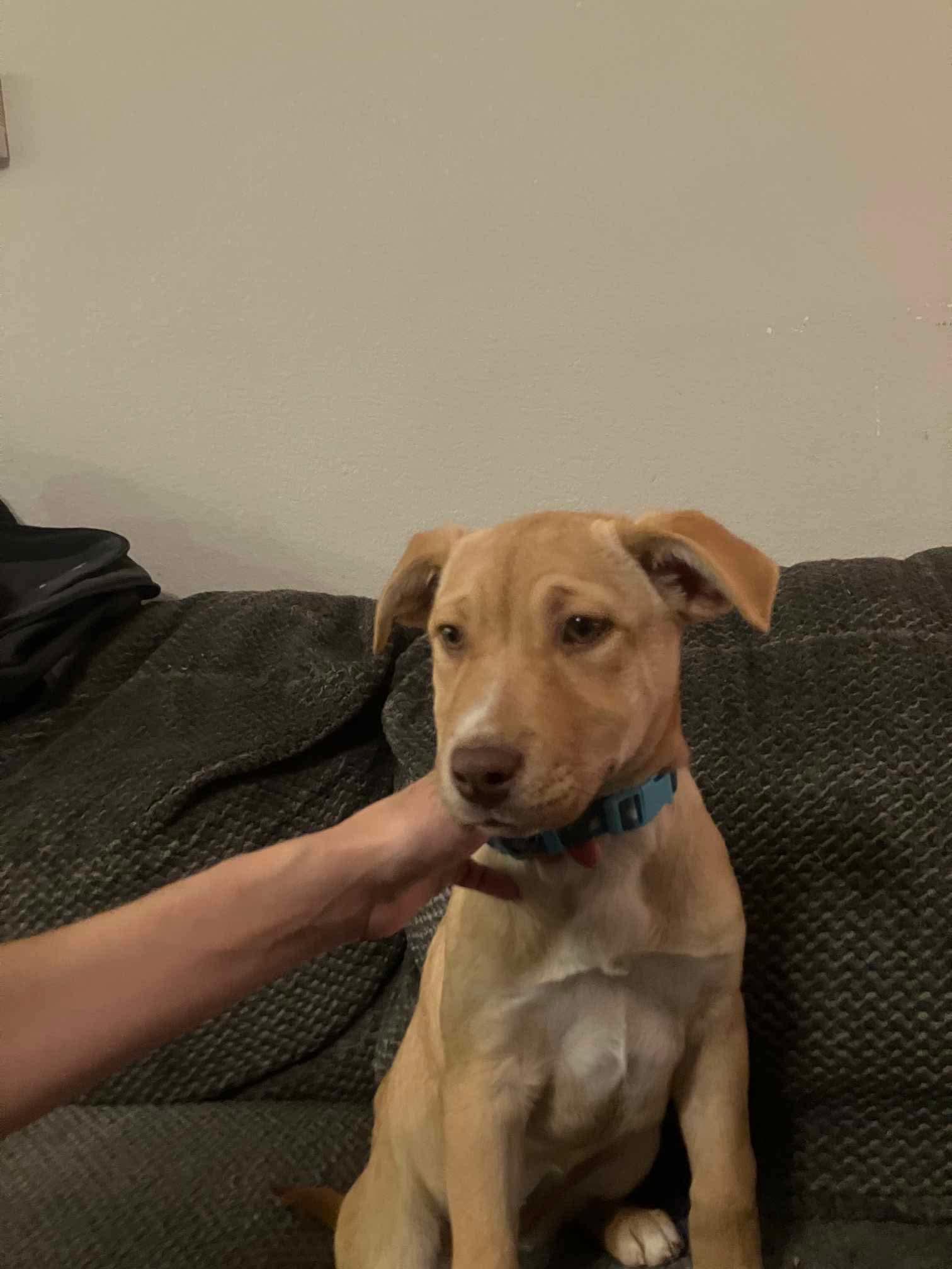 Enlarge Sophia, an adopted mixed breed in Thornton, CO image 1/3