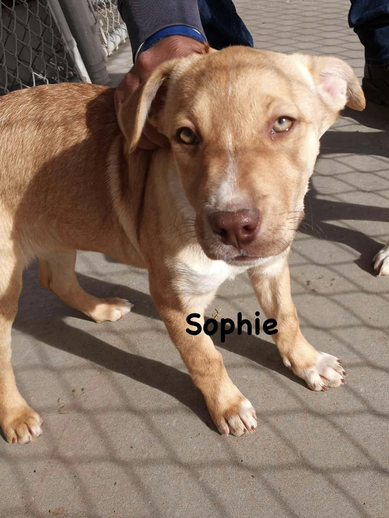 Enlarge Sophia, an adopted mixed breed in Thornton, CO image 3/3