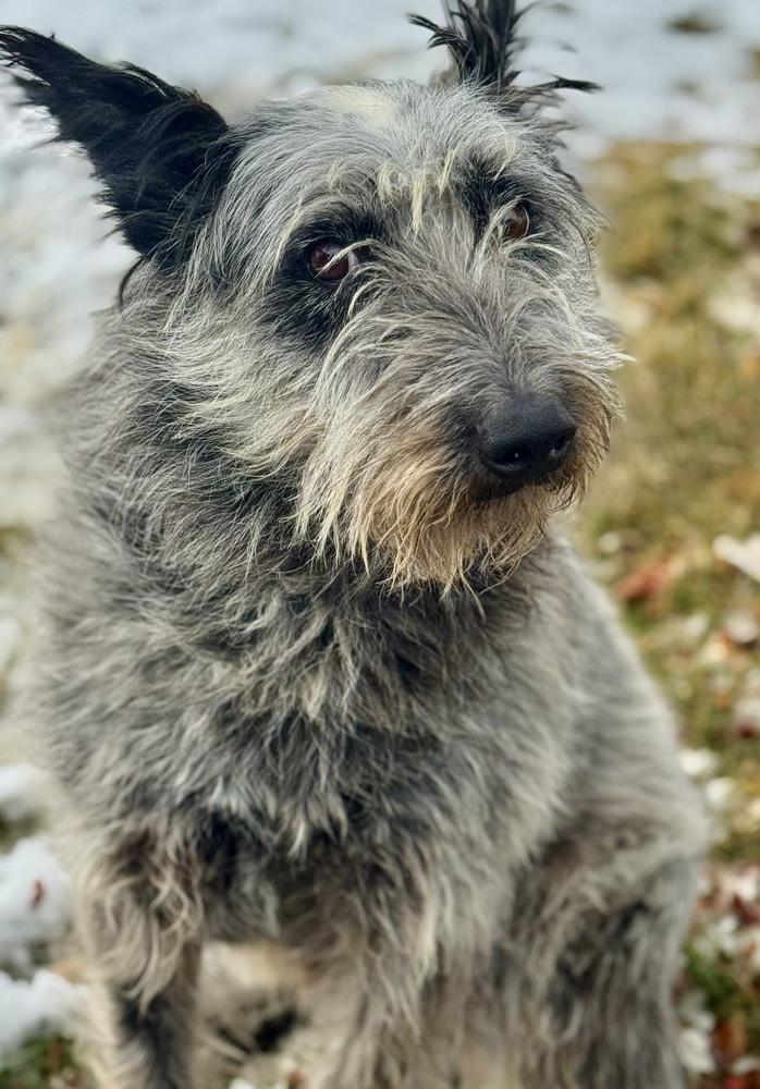Scottish, Adoptable, Adult Male Bouvier des Flandres & Australian Cattle Dog / Blue Heeler.