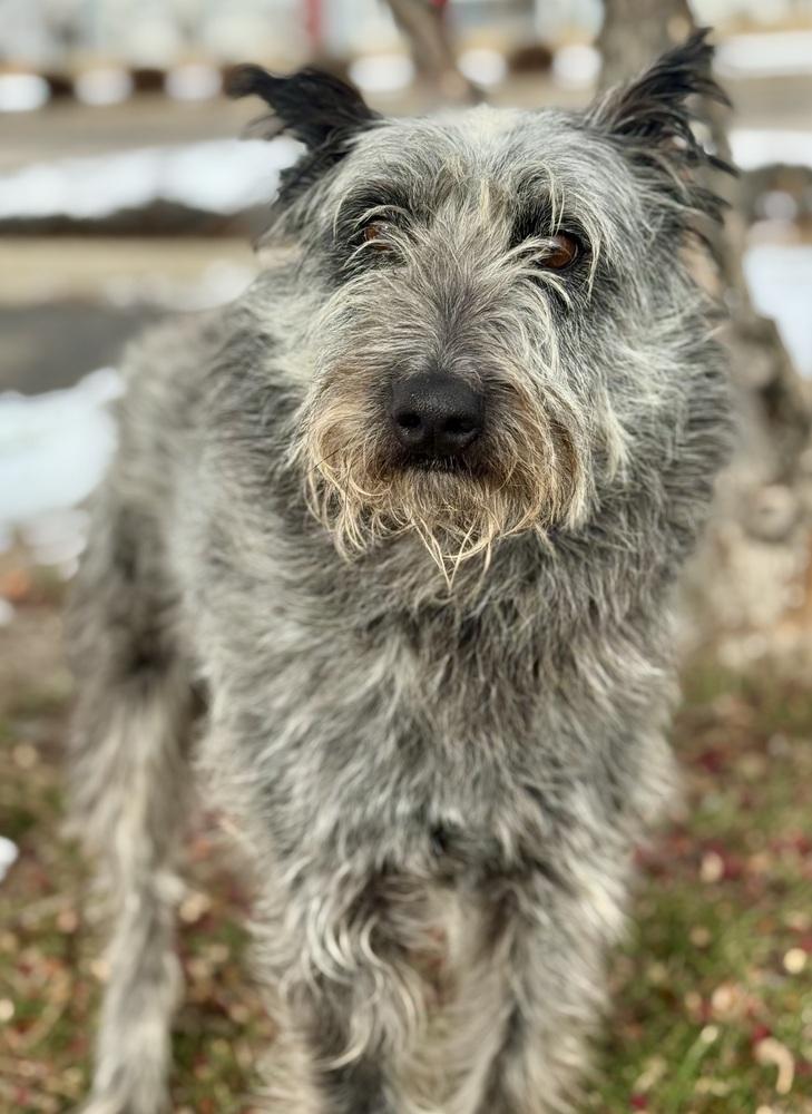 Scottish, a Adoptable mixed breed in Littleton, CO image 2/6