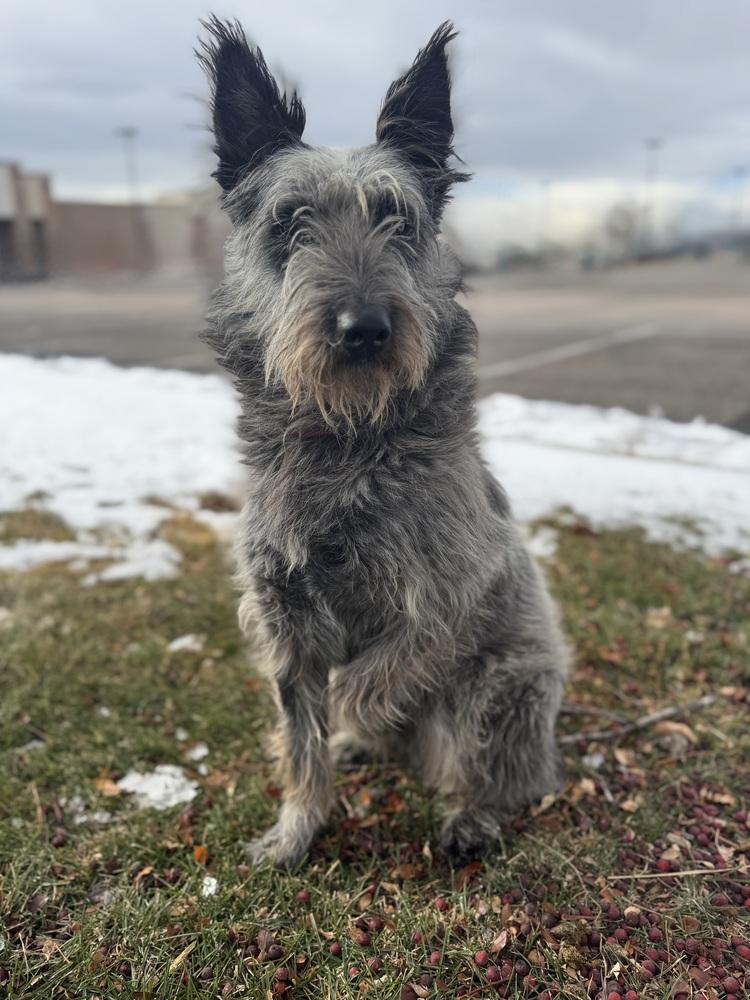Scottish, a Adoptable mixed breed in Littleton, CO image 3/6