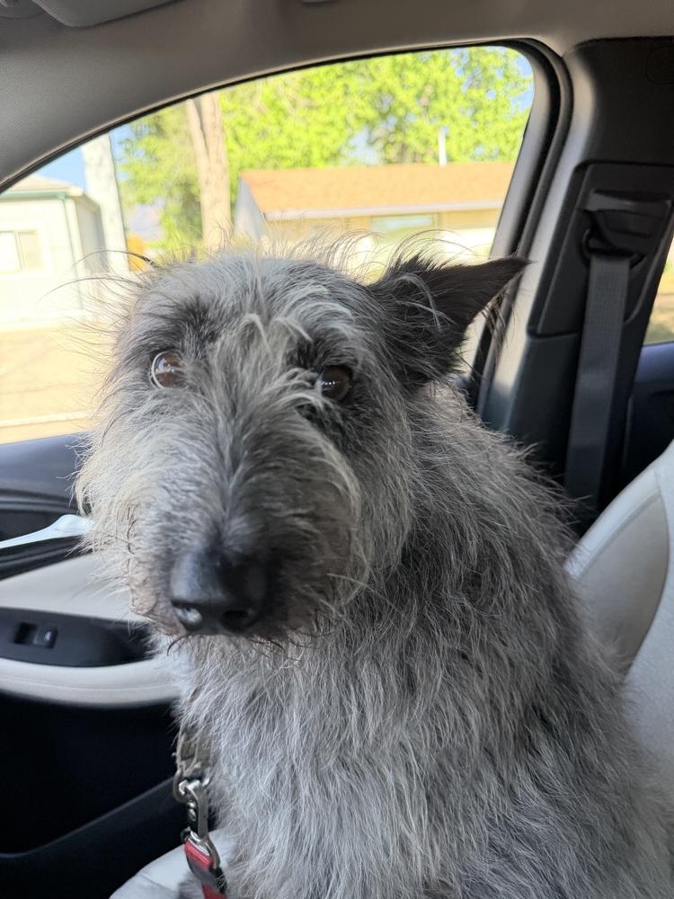 Scottish, a Adoptable mixed breed in Littleton, CO image 5/6